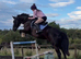 15.2hh 6 year old sporty Irish cob mare