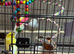 Good quality canaries
