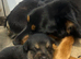 Belgian Malinois puppy's