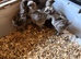 Silkie Chicks ready to go