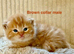 Hypoallergenic Pedigree Siberian kittens