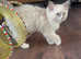 Handsome Ragdoll STUD available for STUD SERVICES ONLY (Registered)