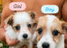 Miniature Jack Russell + Maltese