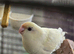 Hand reared baby Kakarikis