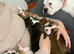 Boxer puppies