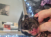 Frenchy x American pocket bully