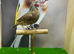 Cut throat finches