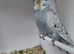 Baby budgies.