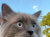 Pure ragdoll