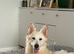 German Shepherd girl
