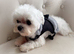 Beautiful Maltese boy FCI
