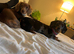 Mini dachshund female