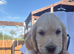 Show cocker spaniels