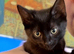 3 kittens for sale
