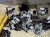 Polish Chicks All colours