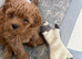 Cavapoochon puppy