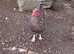 Speckled hens for sale
