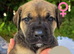 Great Dane x Cane corso puppies