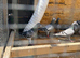 Racing pigeons