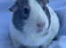 Guinea Pig Sows Dutch £15 each