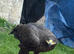 Female steppe eagle