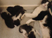 4 Beautiful Kittens