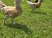Chamois Polish Cockerel