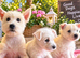 West highland terrier