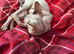 Beautiful Sphnx girl for sale