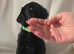 Beautiful Schnockapoo Puppies Seeking Loving