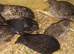 Chinese Painted Quail