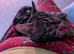 Bengal kitten