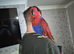 Talkative female eclectus.