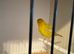 Cinnamon fife canary
