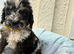 Beautiful cockapoo puppies