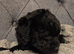 Beautiful cuddly mini Labradoodles F1b looking for forever home.