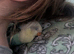 Hand reared DNA female Fischer lovebird