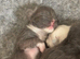 Ragdoll blue mitted kittens born 10/07/26