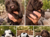 Beautiful cocker spaniel puppy’s