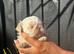 4 tiny imperial shitzu babies kardashi lines