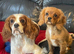 Gorgeous cavalier boys