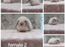 Beautiful purebred mini lops