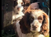 Beautiful spaniel girl