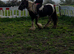 Ride and drive 13.2 cob mare