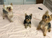 Yorkshire Terrier Boy