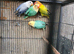 Turquoise opaline lovebirds for sale