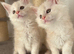 Stunning litter of Maine coon babies