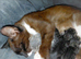 mixed babies for sale