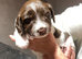 Springer Spaniel Pups for Sale ALL SOLD