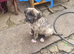 Cane corso X American bulldog